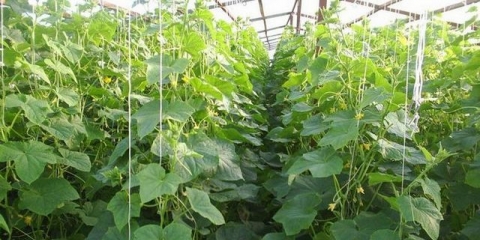 Uzgoj krastavaca u stakleniku