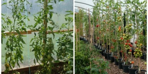 Formiranje paradajza u dvije stabljike + video