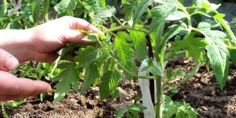 Formiranje paradajza u otvorenom tlu