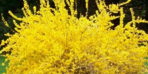 European forsythia: fotografija i opis