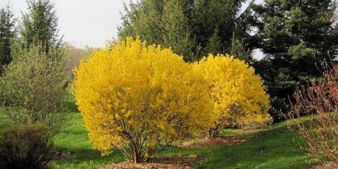 Forsythia linwood