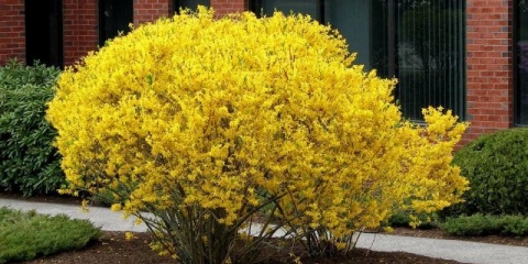 Forzicija: sadnja i njega, priprema za zimu, kada orezivanje