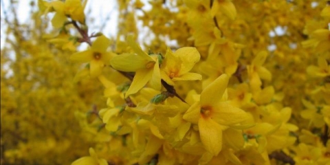 Forsythia intermediate: spectabilis, linwood, goldzauber