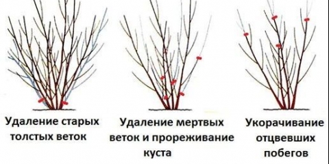 Forsythia srednje žuta: beatrix farrand, minigold, golddrauch