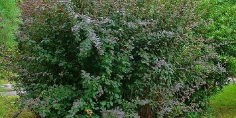 Fotografija i opis obične žutike (berberis vulgaris)