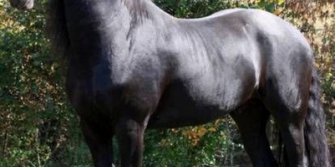 Frizijska rasa konja