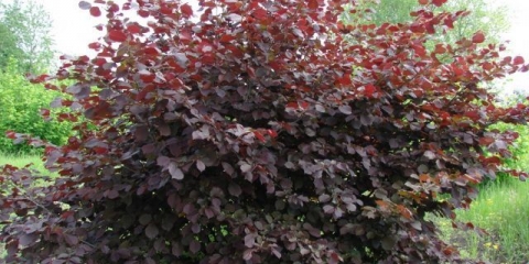 Crvenolisni lješnjak