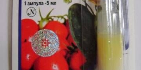 Fungicid quadris: potrošnja za grožđe, paradajz