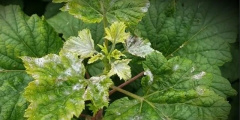 Topaz fungicid za ribizle: upute za upotrebu, kako razrijediti za prskanje