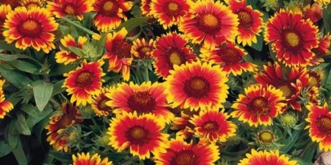 Gaillardia arizona sun: opis sorte, sadnja i uzgoj