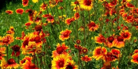 Gaillardia jednogodišnja - raste iz sjemena + fotografija