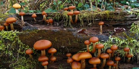 Galerina obrubljena: opis i fotografija