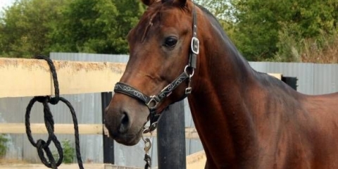 Hanoverska rasa konja