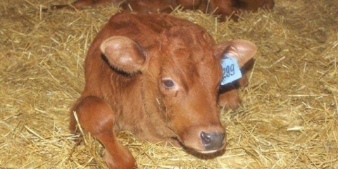 Gastroenteritis kod teladi