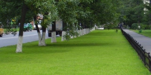 Travnjak u gradu: opis, definicija travnjaka u lokalnom području