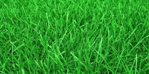 Trava na travnjaku koja ubija korov