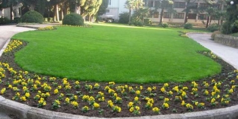 Trava za travnjak: sjeme, opis