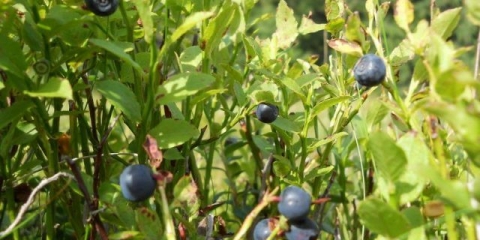 Gdje i kako rastu borovnice