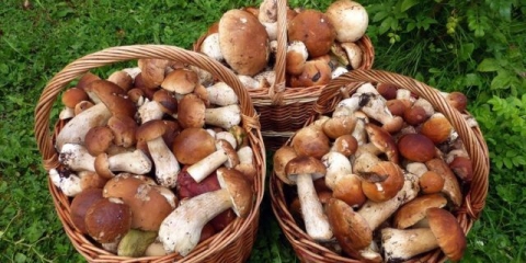 Gdje raste bijela gljiva: u kojim šumama i pod kojim drvećem