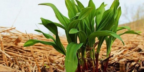 Gdje raste divlji bijeli luk u rusiji