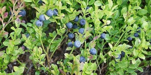 Gdje raste borovnica