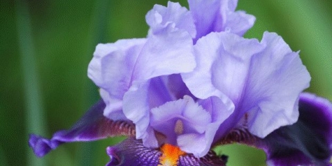 Gdje raste iris: u kojem području, ljekovita svojstva i kontraindikacije