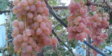 Gdje raste sorta grožđa taifi i njen opis