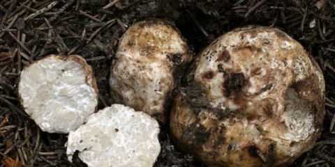 Gdje rastu tartufi u rusiji: u lenjingradskoj, saratovskoj i rjazanskoj oblasti