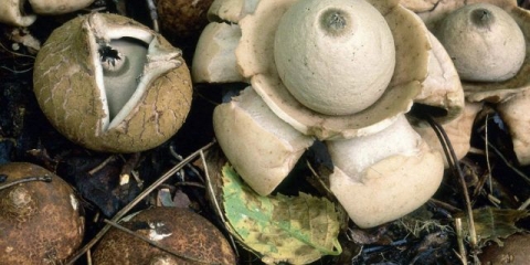 Geastrum trostruki: fotografija i opis