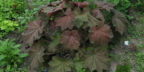 Heuchera iz sjemena: uzgoj kod kuće
