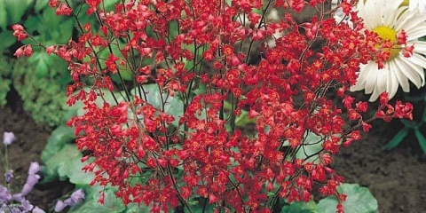 Geichera krvavo crvena: fotografija, sadnja i njega