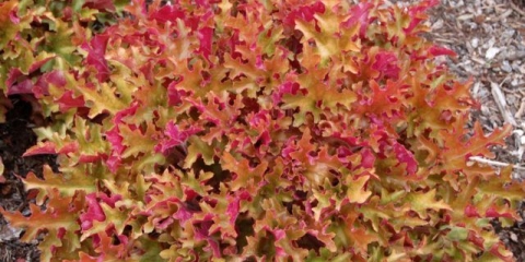 Geichera marmelada od limete: opis i fotografija