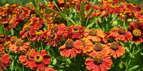 Helenium trajnica: fotografija cvijeća u cvjetnom krevetu, u pejzažnom dizajnu