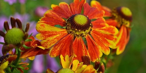 Gelenium jesen: fotografija i opis, sorte