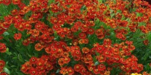 Helenium jesen: fotografija i opis, raste iz sjemena