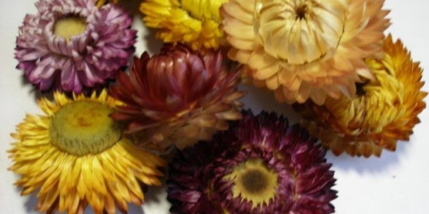 Helichrysum: sadnja i njega na otvorenom polju + fotografija