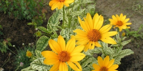 Heliopsis šareni: fotografija i opis, nijanse uzgoja