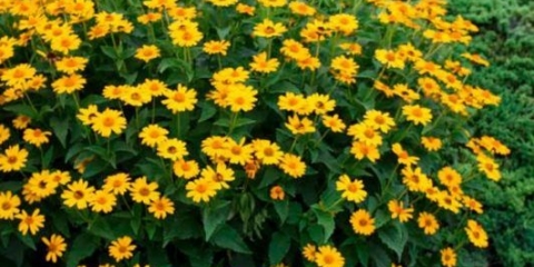 Heliopsis u obliku suncokreta, hrapav: sorte sa fotografijama i opisima