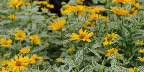 Heliopsis sunshine: fotografija + opis
