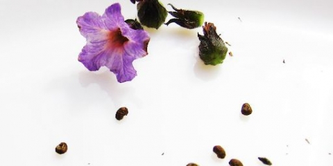 Heliotrope marine: fotografija i opis, recenzije