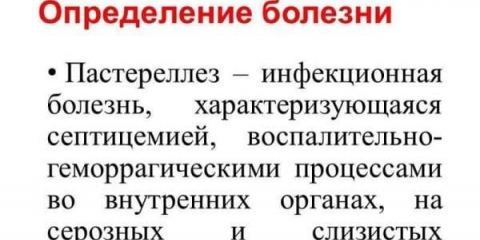 Hemoragijska septikemija ili pastereloza kod kunića - simptomi i liječenje