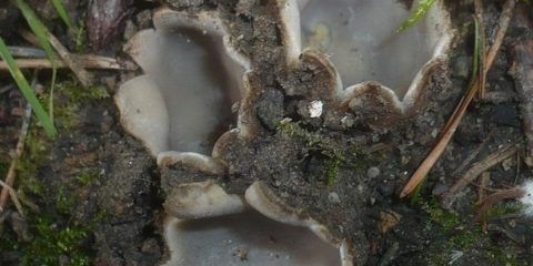 Bor geopora: opis i fotografija