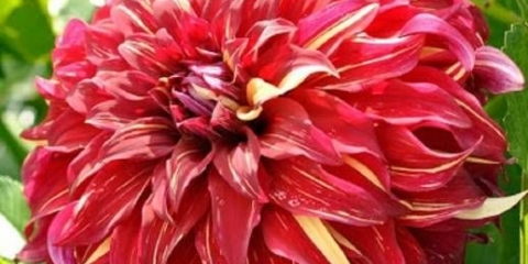 Dahlia bohemian spartacus
