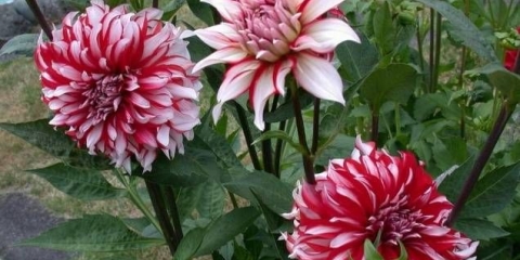 Dahlia santa claus