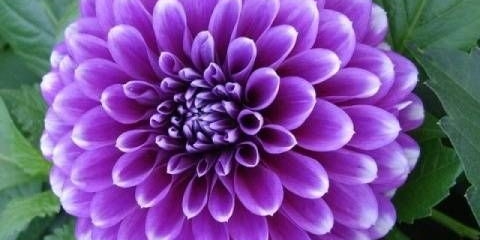 Dahlia blue borba