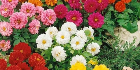 Dahlia figaro mix: uzgoj + fotografija