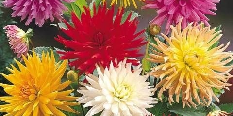 Kaktus dahlia: uzgoj iz sjemena