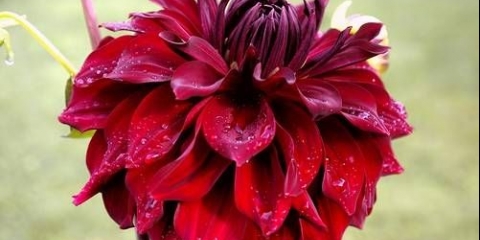 Dahlia mingus: opis sorte + fotografija, recenzije