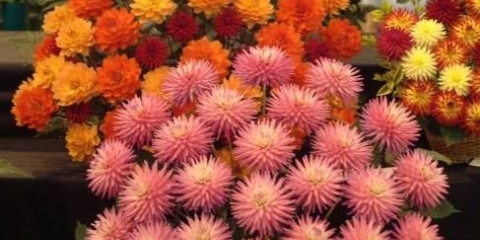 Dalija višegodišnja: sadnja i njega