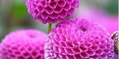 Dahlia pompon: opis + fotografija